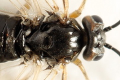 Euura viduata