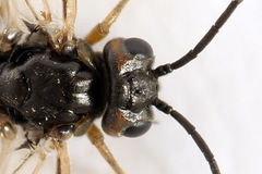 Euura viduata