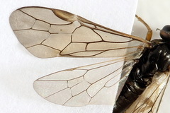 Euura viduata