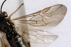 Euura viduata