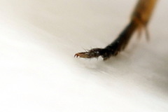Euura viduata