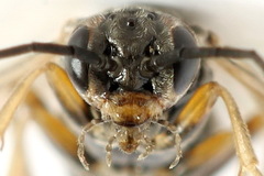 Euura viduata