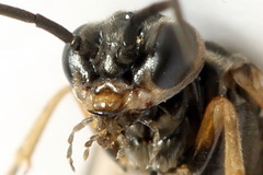 Euura viduata