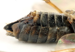 Euura viduata