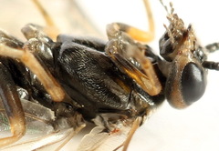 Euura viduata