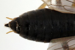 Euura viduata