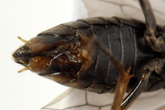 Euura viduata