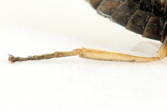 Euura viduata