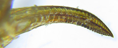 Euura viduata