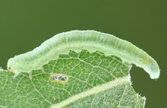 Euura viduata