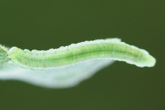 Euura viduata