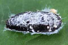 Euura viduata