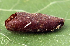 Euura viduata