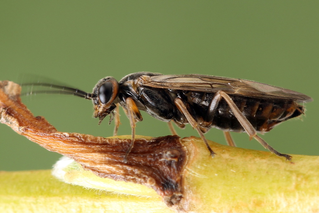 Euura viduata