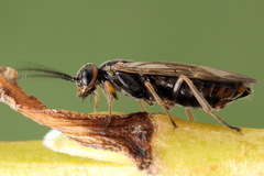 Euura viduata