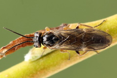 Euura viduata