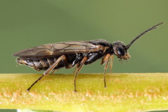 Euura viduata