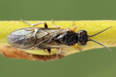 Euura viduata