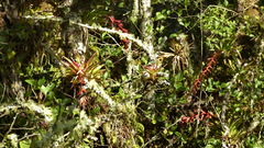 Tillandsia guatemalensis