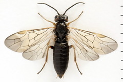 Euura viduata