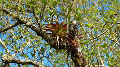 Tillandsia guatemalensis