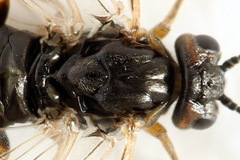 Euura viduata