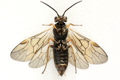 Euura viduata