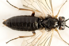 Euura viduata