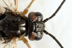 Euura viduata