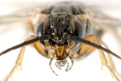 Euura viduata