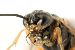 Euura viduata
