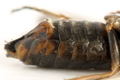 Euura viduata