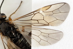 Euura viduata