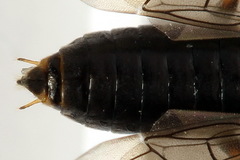 Euura viduata