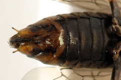 Euura viduata
