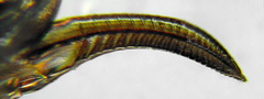 Euura viduata