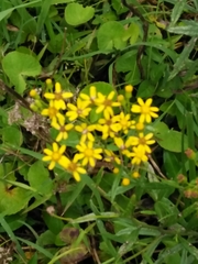 Senecio polyanthemoides