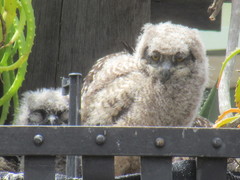 Bubo