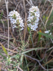 Epacris cerasicollina
