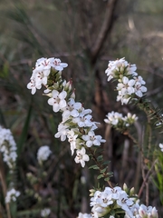 Epacris cerasicollina