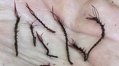 Cladopus queenslandicus
