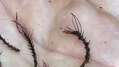 Cladopus queenslandicus