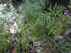 Adiantum formosum