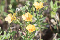Linum berlandieri
