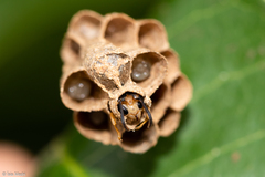 Polistinae