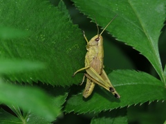 Podismopsis poppiusi