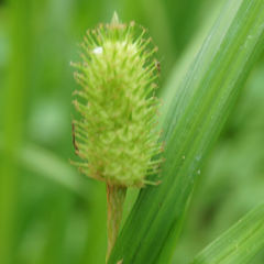 Carex typhina