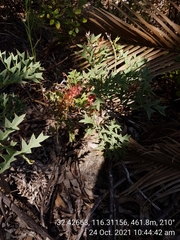 Grevillea bipinnatifida