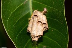 Polistinae
