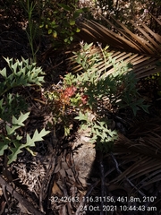 Grevillea bipinnatifida